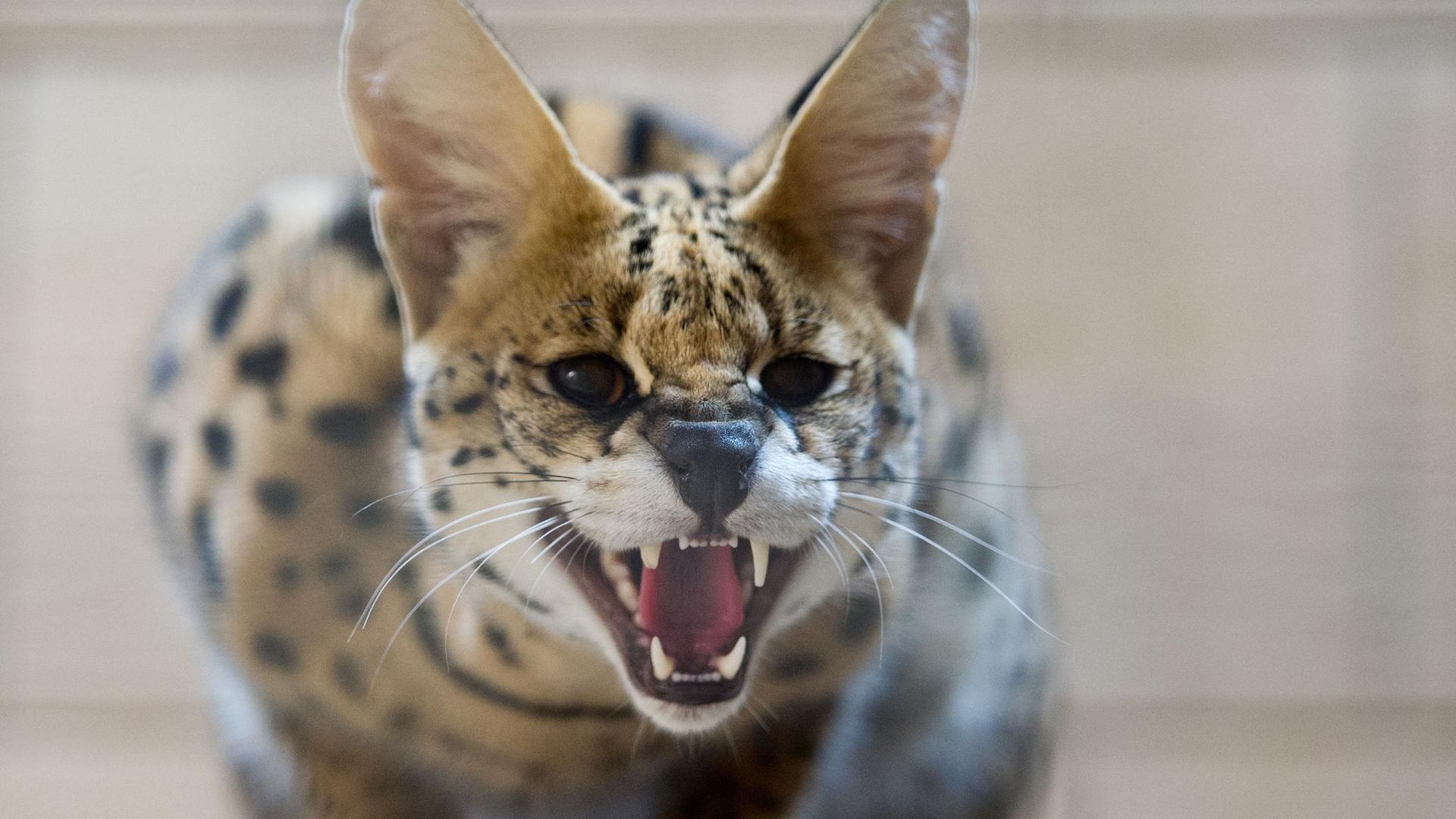 Landkreis Rostock: Exotische Katze nahe Rostock vermutet