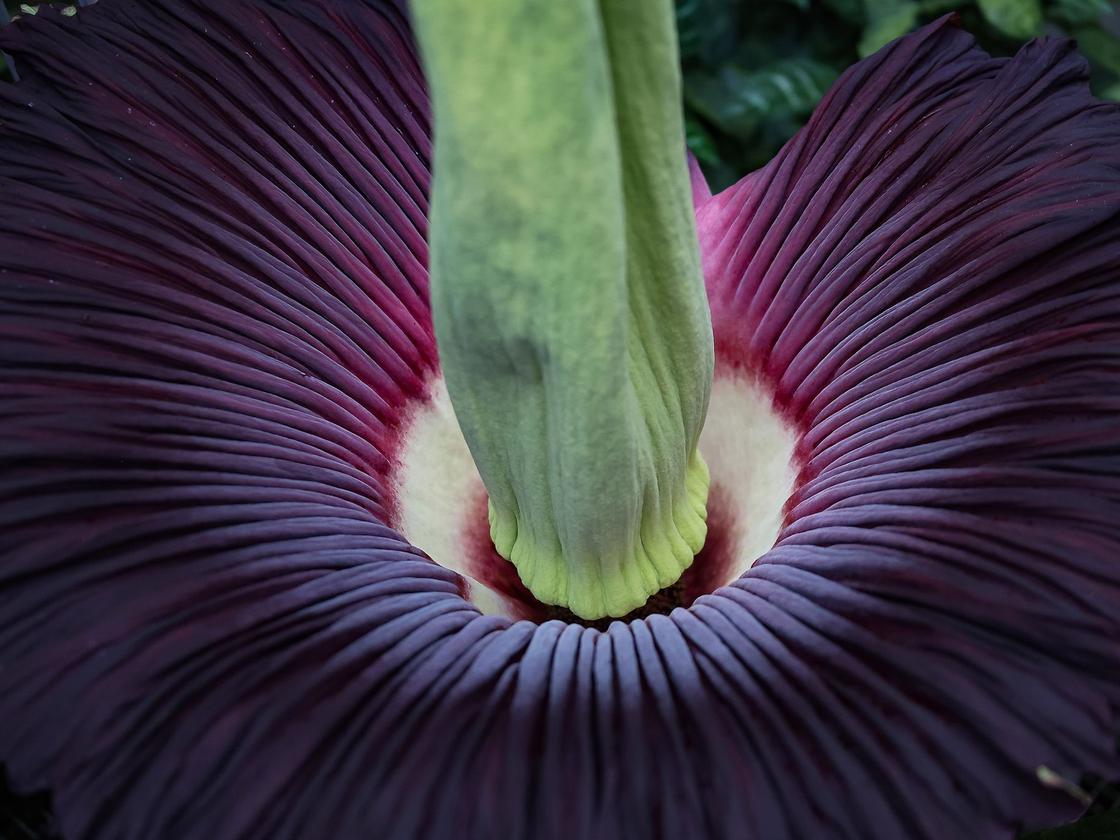 Seltenes Phänomen: Riesenblume blüht im Botanischen Garten – nur für drei Tage