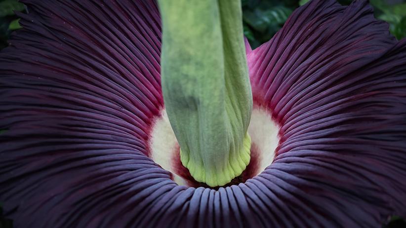 Seltenes Phänomen: Riesenblume blüht im Botanischen Garten – nur für drei Tage