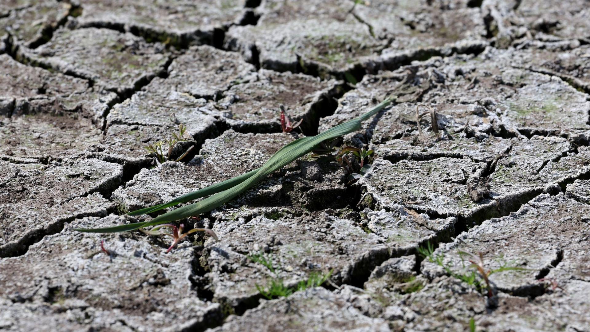 Folgen des Klimawandels: Weite Teile Bayerns leiden unter Dürre