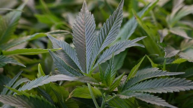 Professionelle Plantagen: Tausende Marihuana-Pflanzen gefunden - zwei Männer in U-Haft