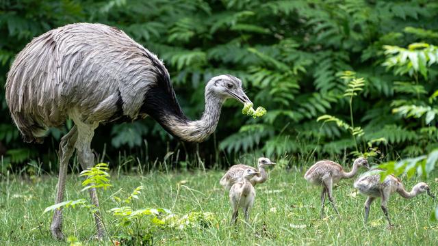Nachwuchs im Stuttgarter Zoo: Erziehung Männersache - Nandu-Papa kümmert sich um Küken
