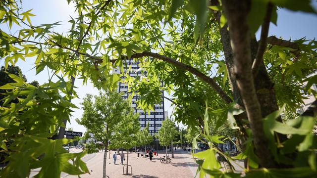 Auszeichnung: Hamburg ist "Europäische Stadt der Bäume"