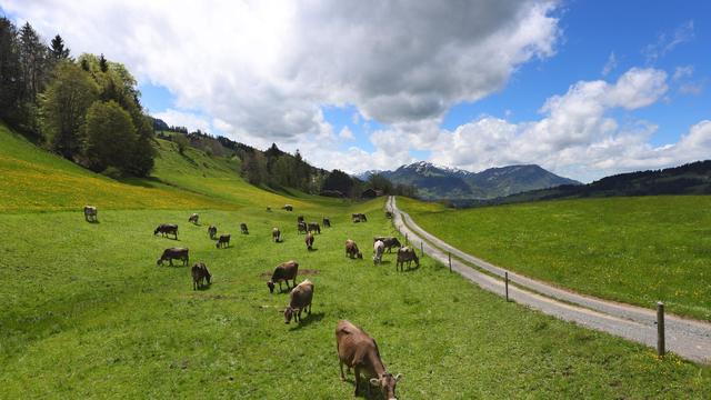 Landwirtschaft: Jedes zehnte bayerische Rind lebt auf Öko-Hof