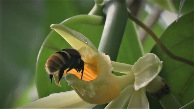 Erderwärmung: Klimawandel gefährdet die Zukunft der Vanille