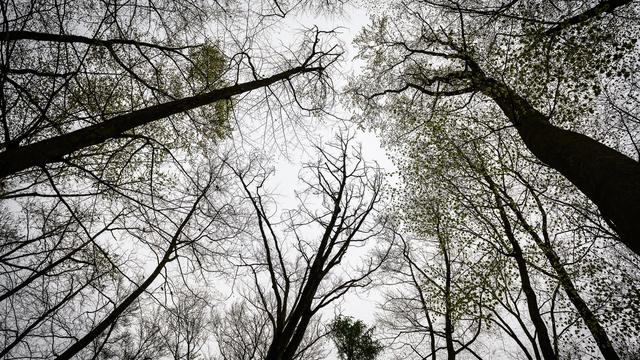 15-Jährige getötet?: Leiche im Wald: 23-jährige Tatverdächtige verhaftet