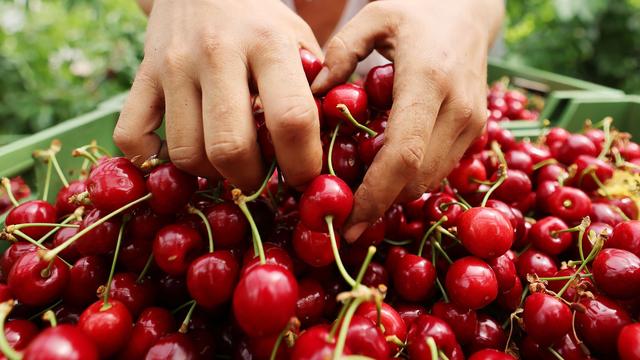 Landwirtschaft: Obstbauern in NRW erwarten sehr gute Kirschenernte