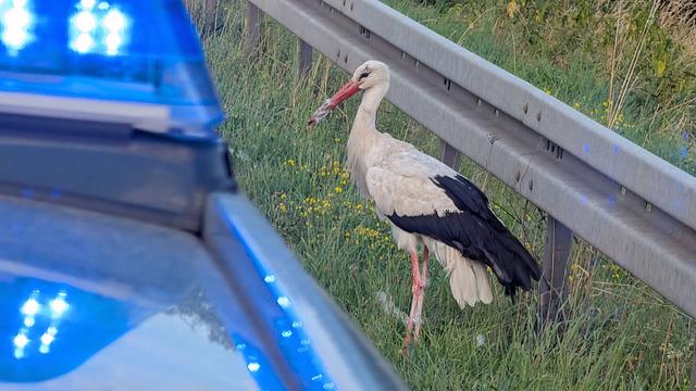 Auf der Autobahn: Polizei rettet verletzten Storch vom Standstreifen