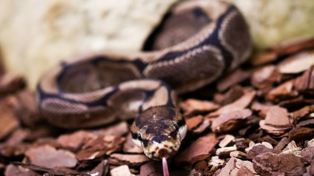 Wildtierschmuggel: Pythons in der Unterwäsche: Schmuggler in Bangkok gefasst