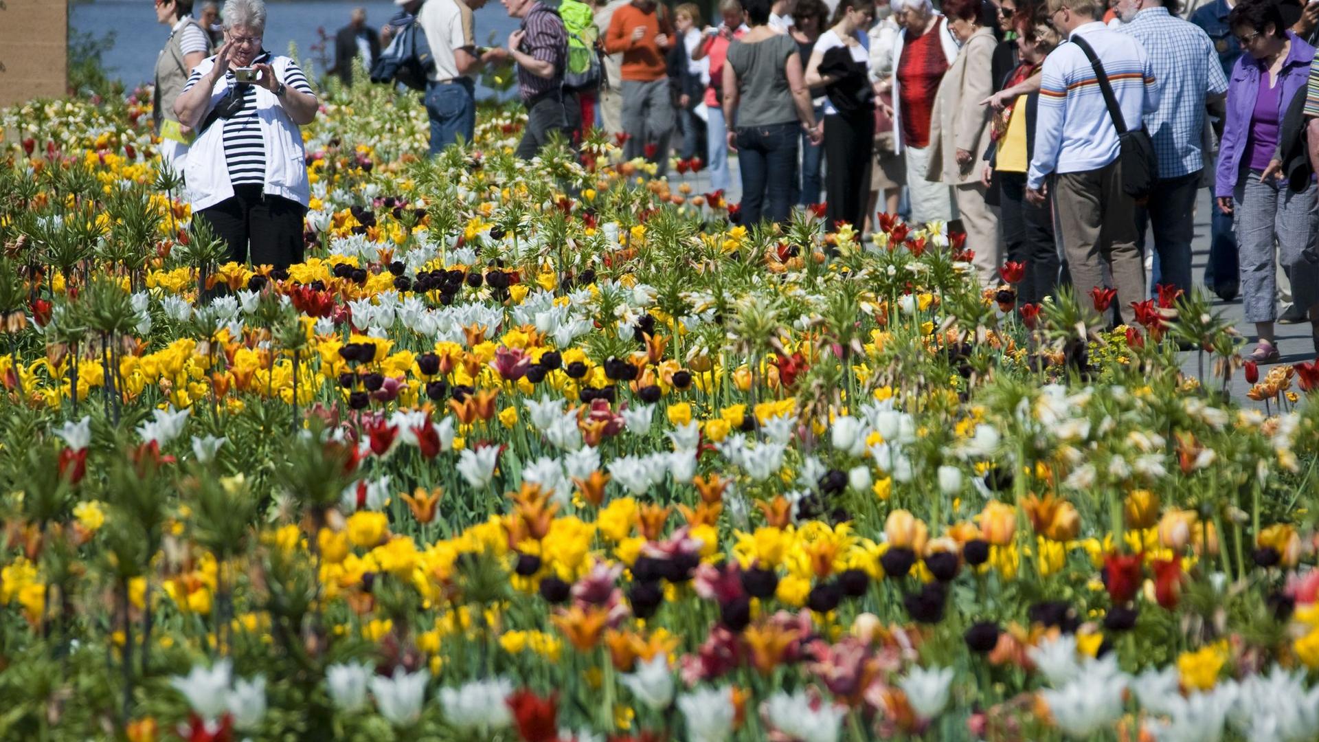 Landesgartenschau: Möglicherweise Landesgartenschau in Schwerin 2035