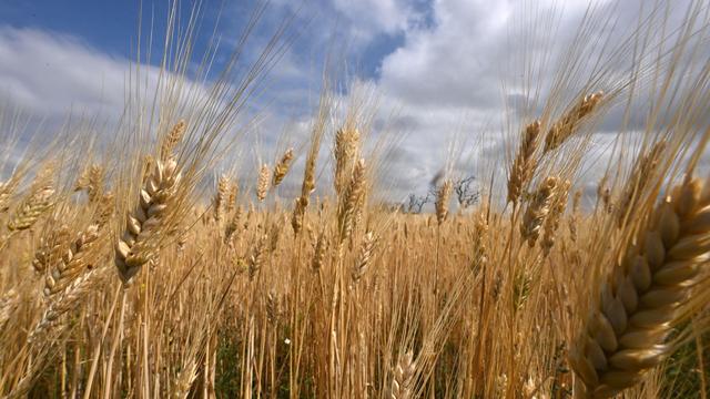 Landwirtschaft: Trotz guter Ernte: Bauern-Kampf mit Preis und Wetterschaukel
