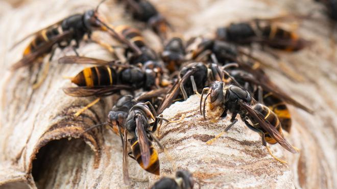Invasive Art: Asiatische Hornisse breitet sich in Niedersachsen aus ...