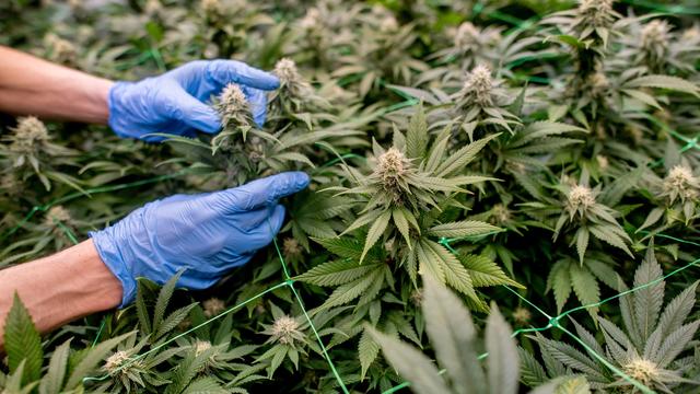Cannabis: Fast 300 Cannabis-Clubs in Deutschland genehmigt