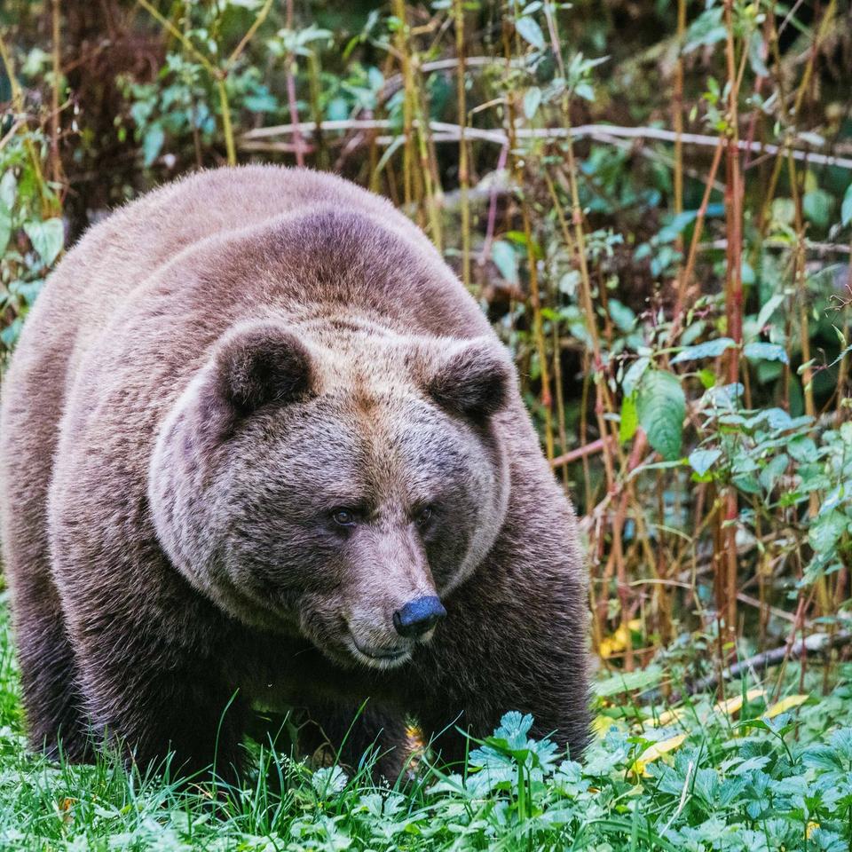 Celine flord only ran into this tiny young woman, a genuine