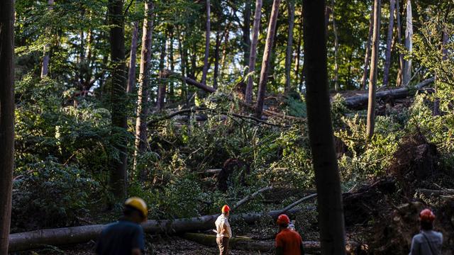Tegeler Forst: Sturmschäden im Tegeler Forst - Bezirk ruft um Hilfe