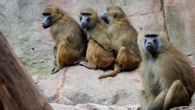Nürnberg: Geplante Affen-Tötungen: Tierschützer ketten sich im Zoo an