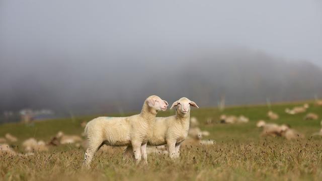 Polizei sucht Zeugen: Schafe mit verschimmeltem Brot gefüttert - viele Tiere tot