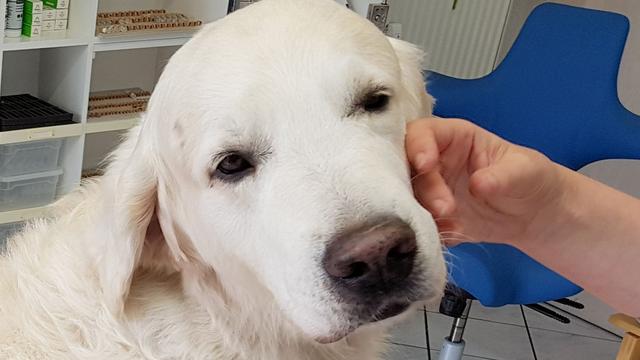 Doppel-Blind-Studie: Trainierte Hunde können Parkinson erschnüffeln