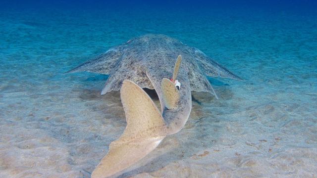 Studie: Zu heiß zum Paaren: Klimawandel gefährdet Engelhaie