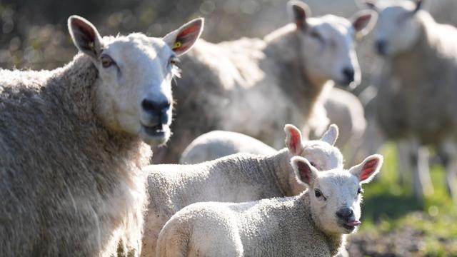 Schleswig-Holstein: Auf dem Weg nach Sylt: IC kollidiert mit Schafen