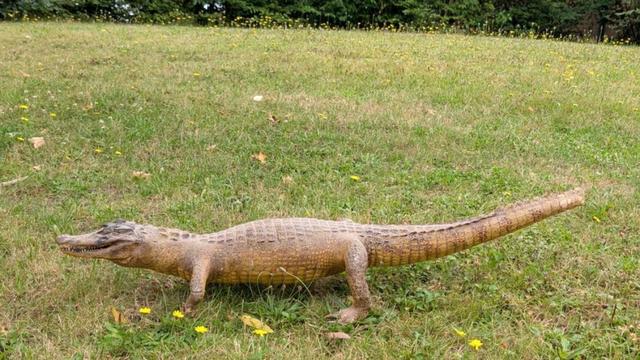 Artenschutz: Ausgestopfter Kaiman auf Recyclinghof in Osnabrück entdeckt