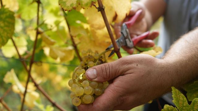 Wein: Federweißen-Lese könnte in vorletzter August-Woche beginnen