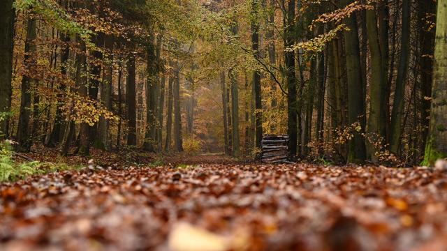 Freizeit: Ab ins Grüne: Auf Entdeckungstour in Hessens Naturparks