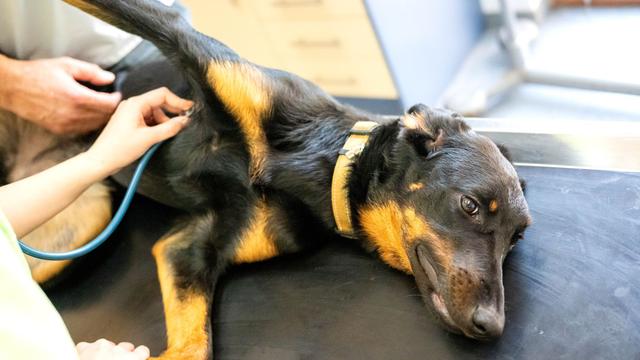 Tiererkrankungen: Nicht jede Tierkrankenversicherung schützt vor hohen Kosten