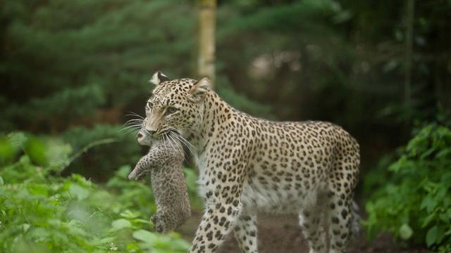 Nach künstlicher Befruchtung: Seltene Leoparden-Geburt im Zoo Münster