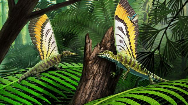 In Stuttgart ausgestellt: 247 Millionen Jahre altes Reptil trug kuriosen Hautauswüchse