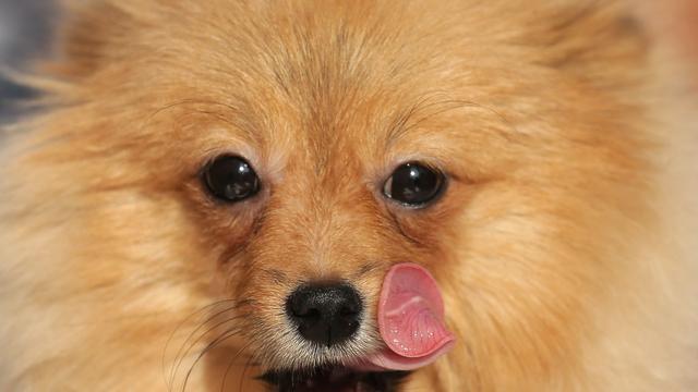 Erleichterung: Mutmaßlich gestohlener Hund wohlbehalten aufgefunden