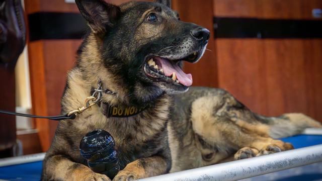 Air Base Spangdahlem: "Nie gezögert!" – US-Militärhund geht in Ruhestand