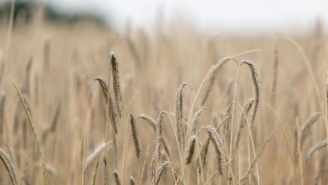 Landwirtschaft: Regenwetter bremst Getreideernte in Sachsen aus