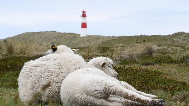 Tote Lämmer: Vom Sylter Goldschakal "Goldie" fehlt jede Spur
