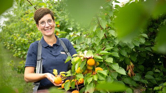 Anbau im Klimawandel: Aprikosen und Pfirsiche: Landwirte reagieren auf Klimawandel