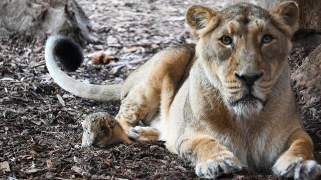 Tiernachwuchs: Erneut Löwen-Nachwuchs im Schweriner Zoo