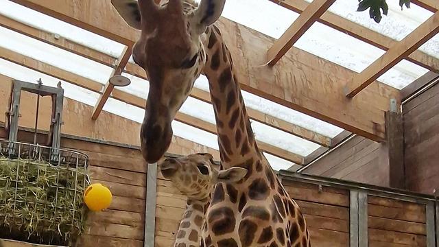 Tiere: Giraffennachwuchs im Leipziger Zoo