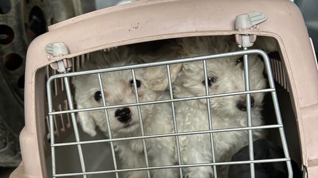 Tiertransport: Zoll entdeckt Hundewelpen in viel zu kleinen Katzenboxen