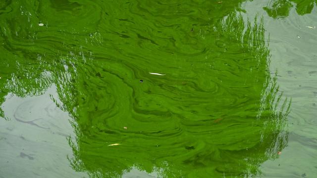 Gesundheit: Blaualgen in Aartalsperre entdeckt