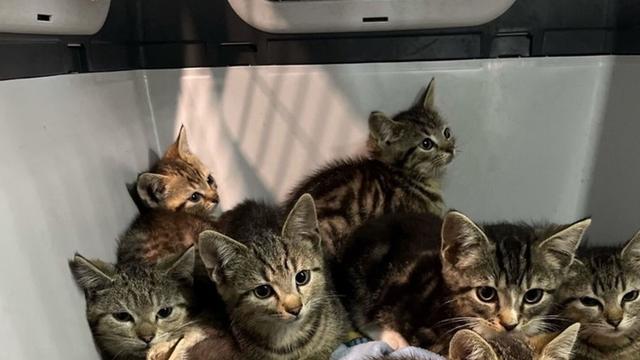 Kriminalität: Katzenbabys an Waldrand ausgesetzt