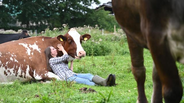 Freizeit mit Tieren: Kuh-Kuscheln im Norden: Entspannen mit Rindern