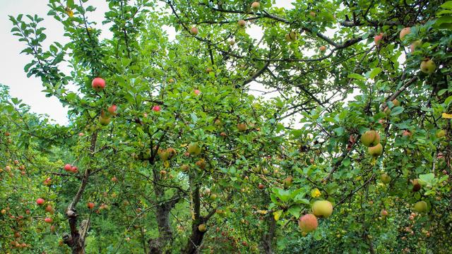 Bunt gemischt: Streuobstwiesen schrumpfen weiter