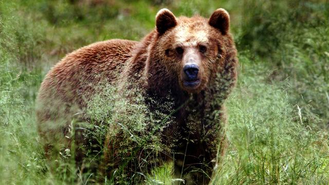 Verdacht auf Raubtier: Zwei Esel wohl von einem Bären in Österreich gerissen