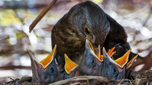 Gartenpflege: Hecken nicht schneiden! - Gefahr für Vogelküken