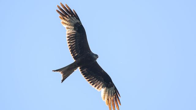 In Niederbayern: Jäger findet mehrere tote Vögel in Wald - Polizei ermittelt