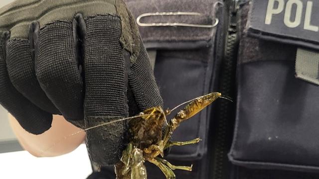 Köln: Flusskrebse krabbeln durch S-Bahn – Polizei greift ein
