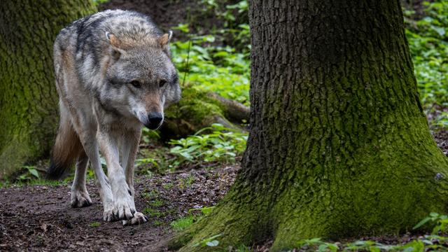 Debatte um Wölfe: Medien: Herdenschutz vor Wölfen künftig in ganz NRW
