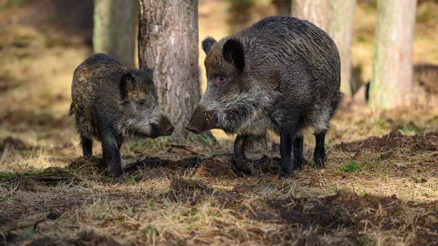Krankheiten: Tuberkulose bei Wildtieren im Wartburgkreis