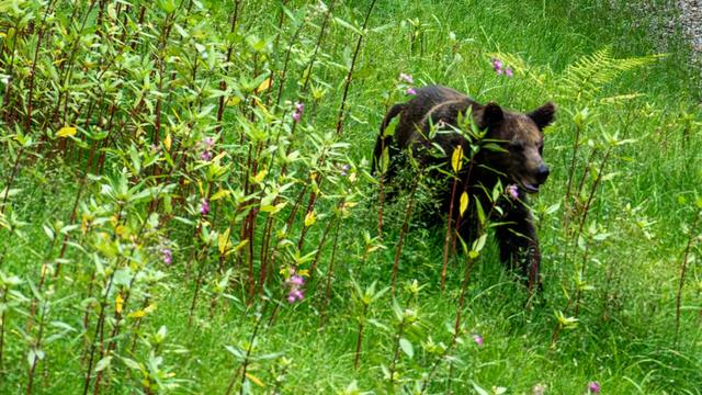 Schwarzwald: Wildbärin Gaia erkundet ihr Freigehege