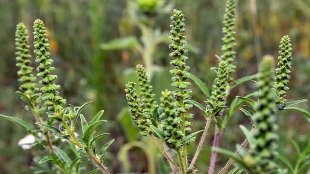 Wetter: Allergiker können durchschnaufen - Wenig Pollen in der Luft